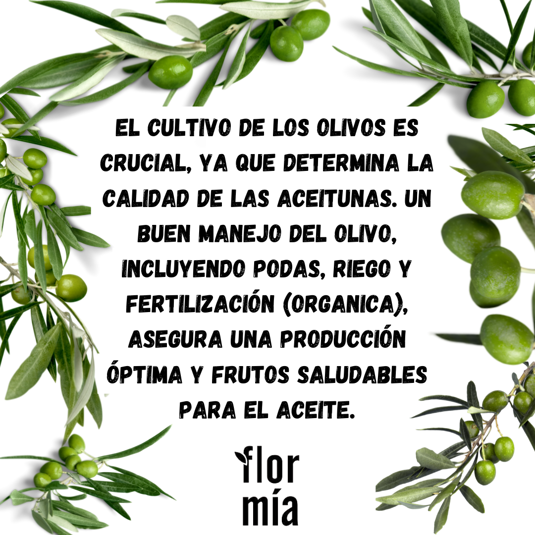 Cultivo de olivas para aceite de oliva