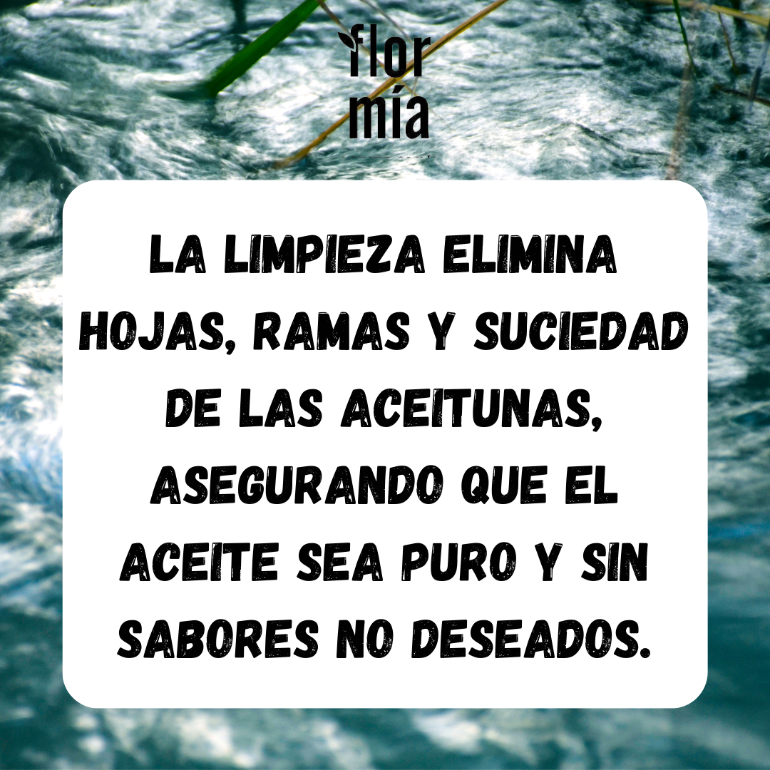 Limpieza de olivas para aceite de oliva