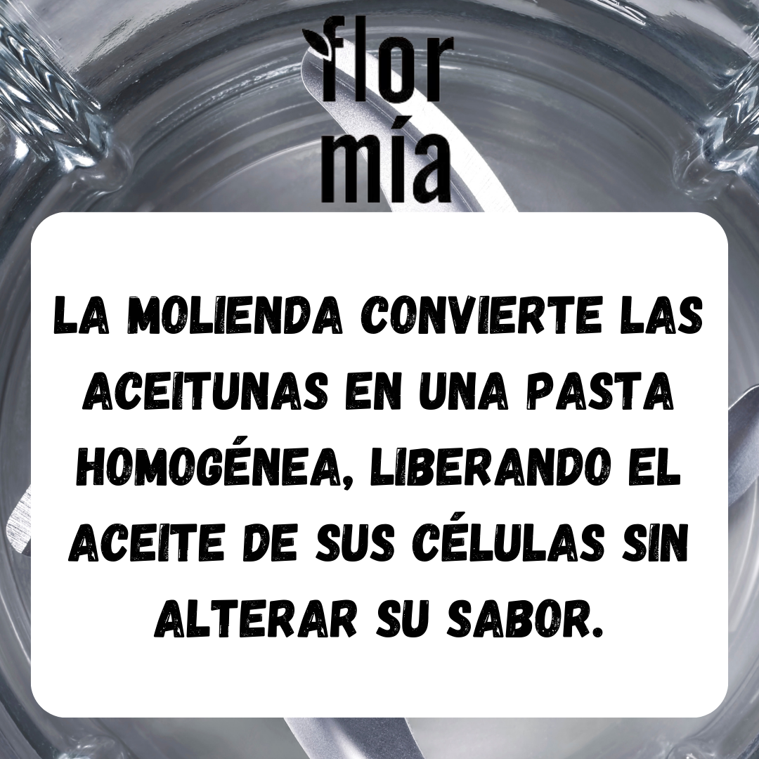 Molienda de Olivas para aceite de oliva